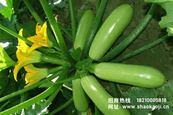 烤箭鱼
